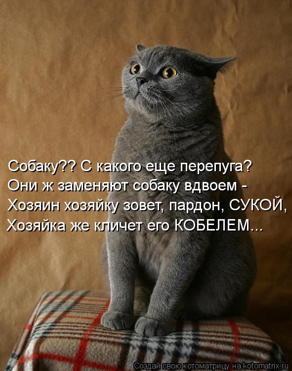 Собаку?? С какого еще перепуга? Они ж заменяют собаку вдвоем - Хозяин хозяйку зовет, пардон, СУКОЙ, Х... Котоматрица: Собаку?? С какого еще перепуга? Они ж заменяют собаку вдвоем - Хозяин хозяйку зовет, пардон, СУКОЙ, Хозяйка же кличет его КОБЕЛЕМ...