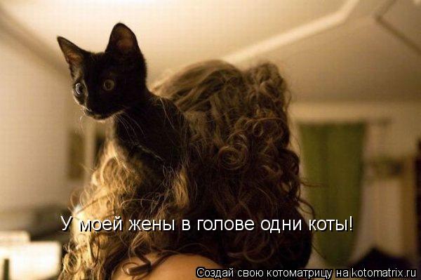 У моей жены в голове одни коты!... Котоматрица: У моей жены в голове одни коты!