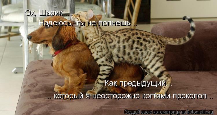 Ох, Шарик... Как предыдущий... ...который я неосторожно когтями проколол... Надеюсь, ты не лопнешь.... Котоматрица: Ох, Шарик... Как предыдущий... ...который я неосторожно когтями проколол... Надеюсь, ты не лопнешь...