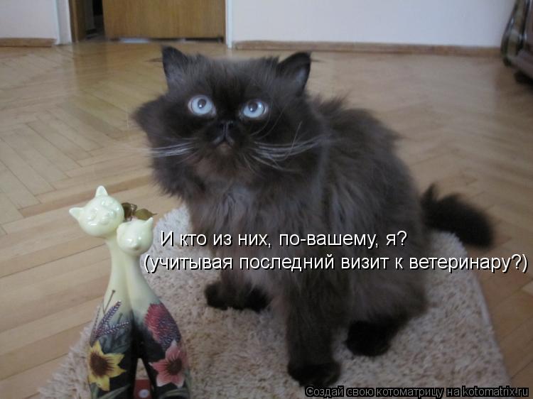 И кто из них, по-вашему, я? (учитывая последний визит к ветеринару?)... Котоматрица: И кто из них, по-вашему, я? (учитывая последний визит к ветеринару?)