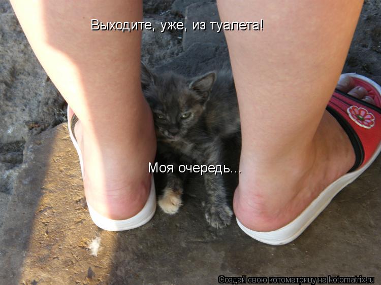 Выходите, уже, из туалета! Моя очередь...... Котоматрица: Выходите, уже, из туалета! Моя очередь...