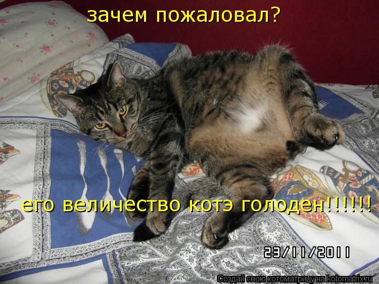 зачем пожаловал? зачем пожаловал? его величество котэ голоден!!!!!!... Котоматрица: зачем пожаловал? зачем пожаловал? его величество котэ голоден!!!!!!