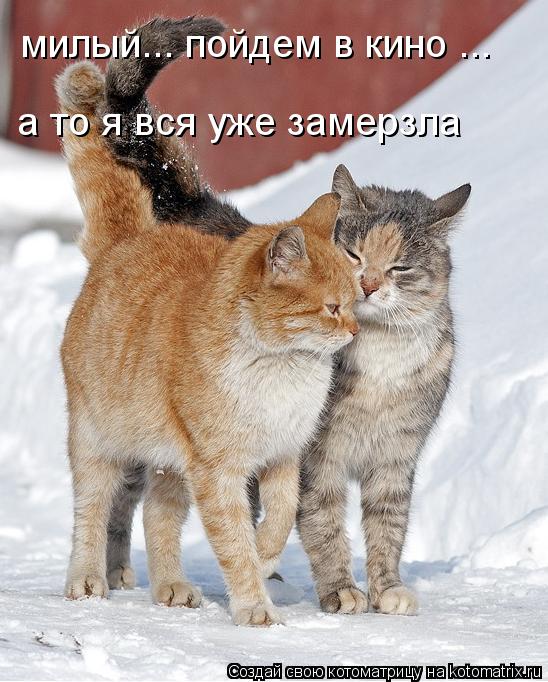 Котоматрица: милый... пойдем в кино ...  а то я вся уже замерзла