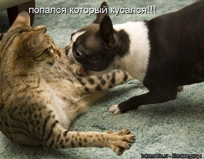 попался который кусался!!!... Котоматрица: попался который кусался!!!