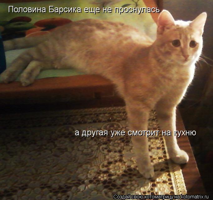 Половина Барсика еще не проснулась а другая уже смотрит на кухню... Котоматрица: Половина Барсика еще не проснулась а другая уже смотрит на кухню