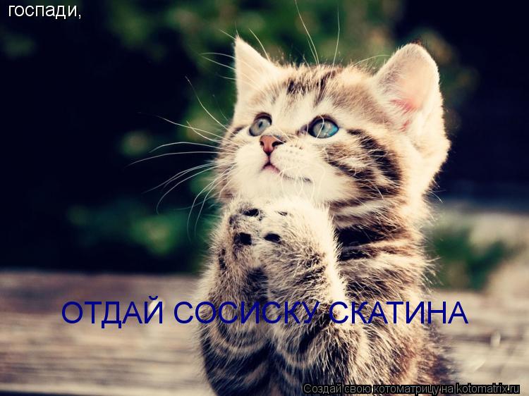госпади, ОТДАЙ СОСИСКУ СКАТИНА... Котоматрица: госпади, ОТДАЙ СОСИСКУ СКАТИНА