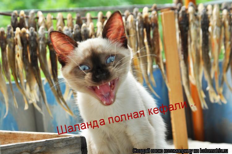 Шаланда полная кефали ..... Котоматрица: Шаланда полная кефали ..