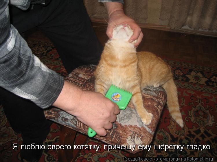 Я люблю своего котятку, причешу ему шёрстку гладко.... Котоматрица: Я люблю своего котятку, причешу ему шёрстку гладко.