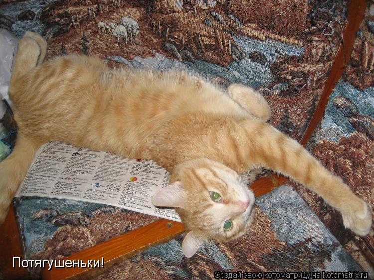 Потягушеньки!... Котоматрица: Потягушеньки!