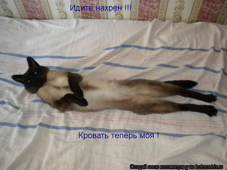 Идите нахрен !!! Кровать теперь моя !... Котоматрица: Идите нахрен !!! Кровать теперь моя !