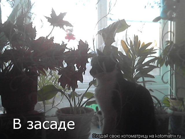 В засаде... Котоматрица: В засаде
