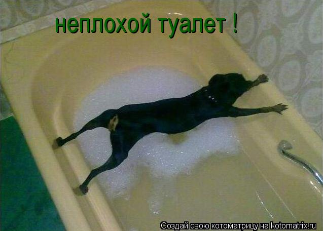 неплохой туалет !... Котоматрица: неплохой туалет !