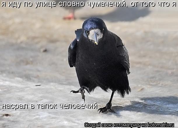 я иду по улице словно чумачечий, от того что я насрал в тапок человечий... Котоматрица: я иду по улице словно чумачечий, от того что я насрал в тапок человечий