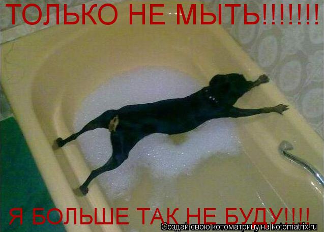 ТОЛЬКО НЕ МЫТЬ!!!!!!!! Я БОЛЬШЕ ТАК НЕ БУДУ!!!!... Котоматрица: ТОЛЬКО НЕ МЫТЬ!!!!!!!! Я БОЛЬШЕ ТАК НЕ БУДУ!!!!