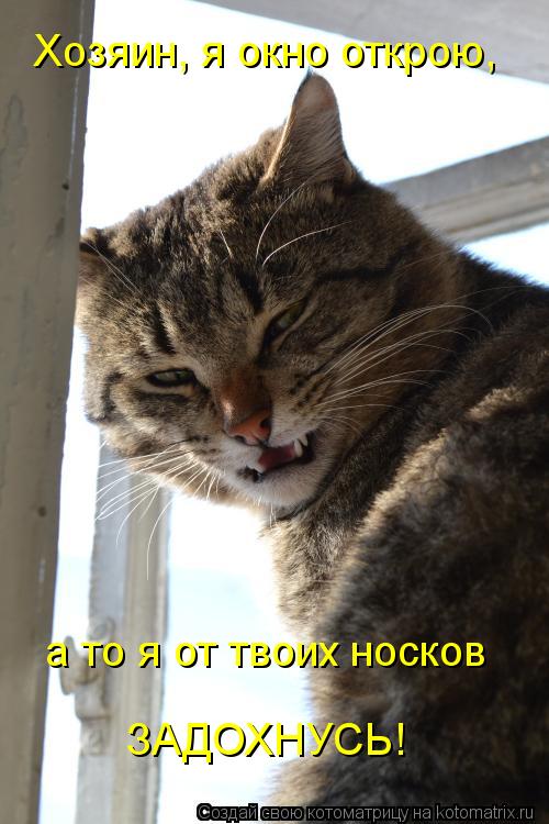 Хозяин, я окно открою, а то я от твоих носков ЗАДОХНУСЬ!... Котоматрица: Хозяин, я окно открою, а то я от твоих носков ЗАДОХНУСЬ!
