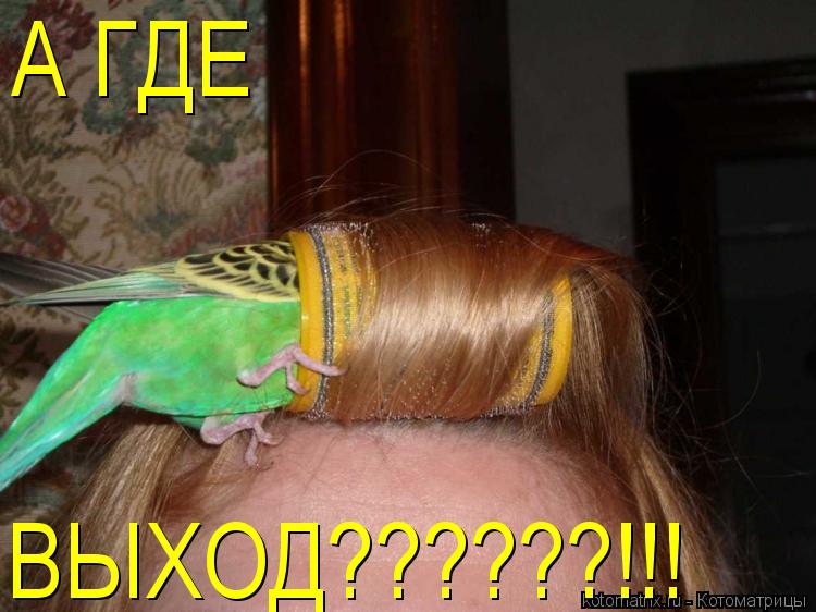 А ГДЕ ВЫХОД??????!!!... Котоматрица: А ГДЕ ВЫХОД??????!!!
