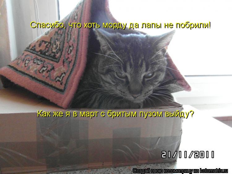 Как же я в март с бритым пузом выйду? Спасибо, что хоть морду да лапы не побрили!... Котоматрица: Как же я в март с бритым пузом выйду? Спасибо, что хоть морду да лапы не побрили!