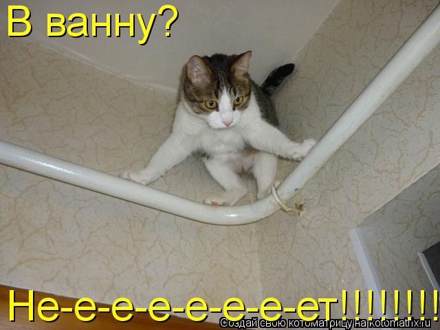 В ванну? В ванну? Не-е-е-е-е-е-е-ет!!!!!!!!... Котоматрица: В ванну? В ванну? Не-е-е-е-е-е-е-ет!!!!!!!!
