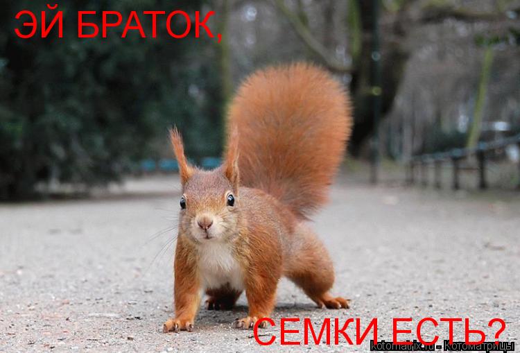 ЭЙ БРАТОК, СЕМКИ ЕСТЬ?... Котоматрица: ЭЙ БРАТОК, СЕМКИ ЕСТЬ?