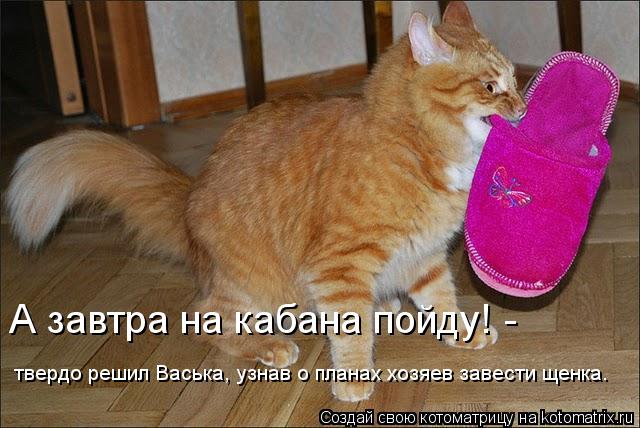 твердо решил Васька, узнав о планах хозяев завести щенка. А завтра на кабана пойду! -... Котоматрица: твердо решил Васька, узнав о планах хозяев завести щенка. А завтра на кабана пойду! -