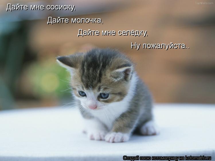 Котоматрица: Дайте мне сосиску, Дайте молочка, Дайте мне селёдку, Ну пожалуйста..