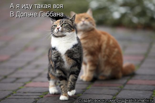 А я иду такая вся В Дольче Габбана...... Котоматрица: А я иду такая вся В Дольче Габбана...