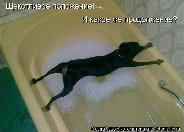 Щекотливое положение! И какое же продолжение?... Котоматрица: Щекотливое положение! И какое же продолжение?