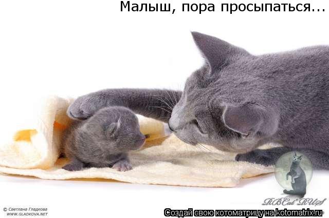 Малыш, пора просыпаться...... Котоматрица: Малыш, пора просыпаться...