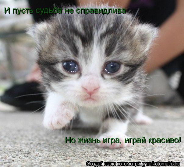 И пусть судьба не справидлива Но жизнь игра, играй красиво!... Котоматрица: И пусть судьба не справидлива Но жизнь игра, играй красиво!