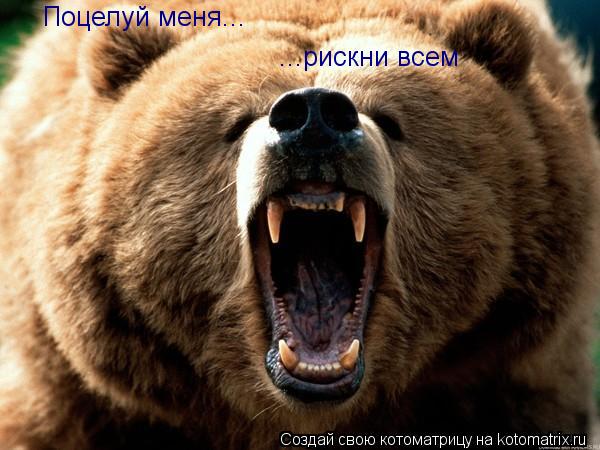 Поцелуй меня... ...рискни всем... Котоматрица: Поцелуй меня... ...рискни всем