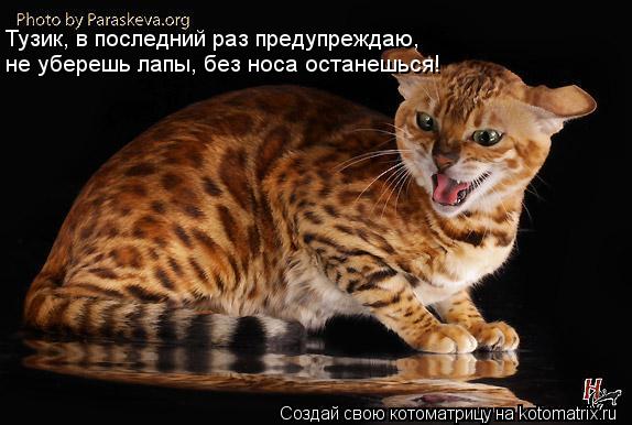 Тузик, в последний раз предупреждаю, не уберешь лапы, без носа останешься!... Котоматрица: Тузик, в последний раз предупреждаю, не уберешь лапы, без носа останешься!