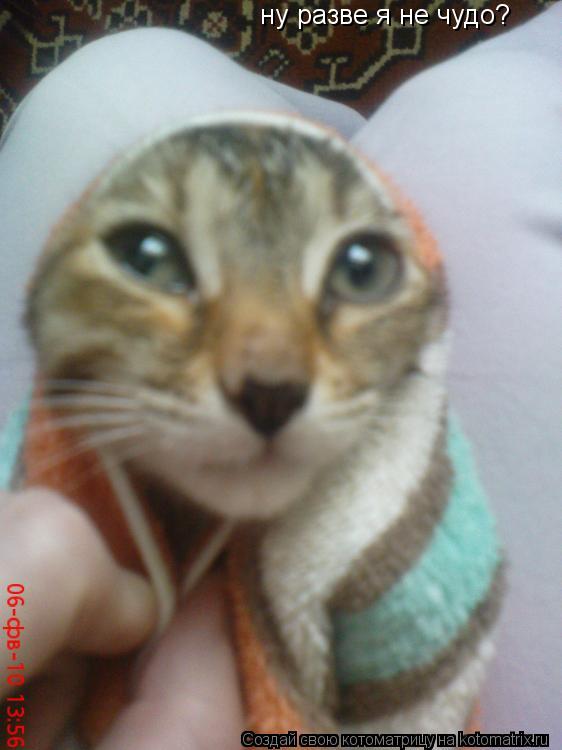 ну разве я не чудо?... Котоматрица: ну разве я не чудо?