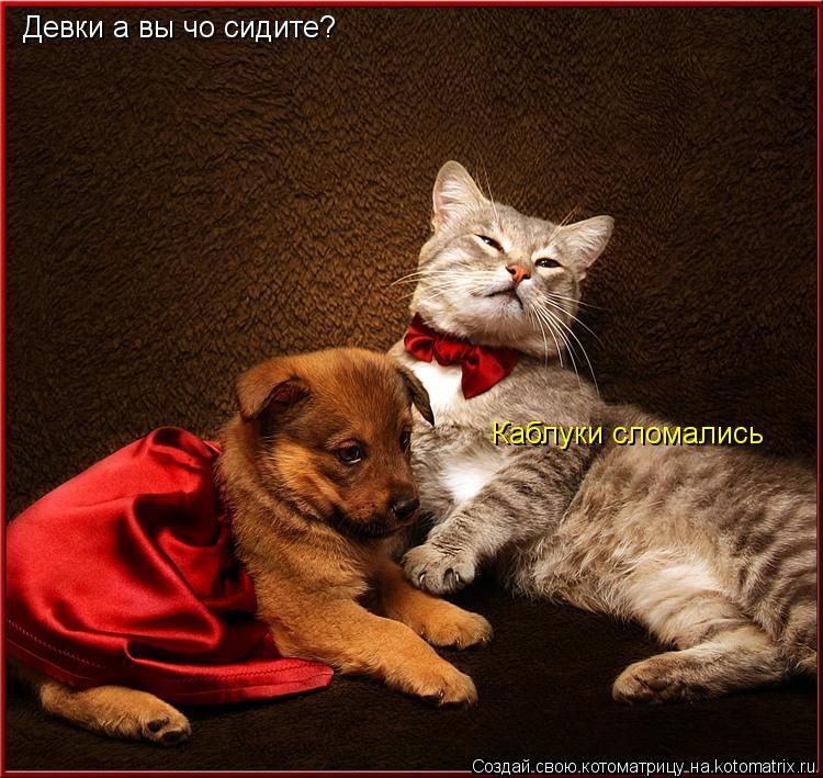 Девки а вы чо сидите? Каблуки сломались... Котоматрица: Девки а вы чо сидите? Каблуки сломались