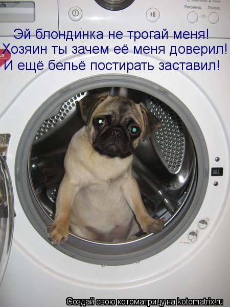 Эй блондинка не трогай меня! Хозяин ты зачем её меня доверил! И ещё бельё постирать заставил!... Котоматрица: Эй блондинка не трогай меня! Хозяин ты зачем её меня доверил! И ещё бельё постирать заставил!