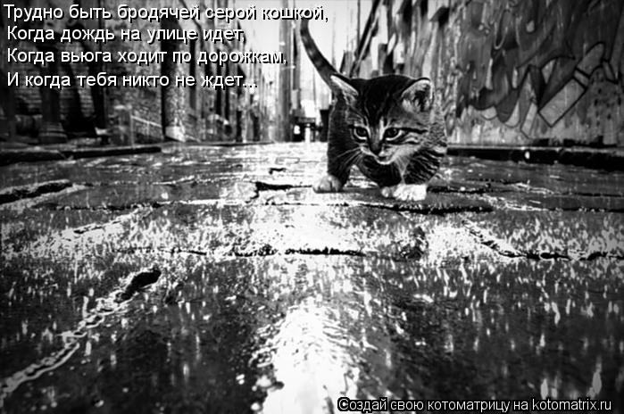 Трудно быть бродячей серой кошкой, Когда дождь на улице идет, Когда вьюга ходит по дорожкам, И ког... Котоматрица: Трудно быть бродячей серой кошкой, Когда дождь на улице идет, Когда вьюга ходит по дорожкам, И когда тебя никто не ждет...