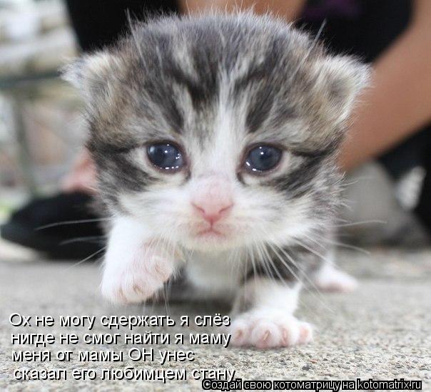 Ох не могу сдержать я слёз нигде не смог найти я маму меня от мамы ОН унес сказал его любимцем ста... Котоматрица: Ох не могу сдержать я слёз нигде не смог найти я маму меня от мамы ОН унес сказал его любимцем стану