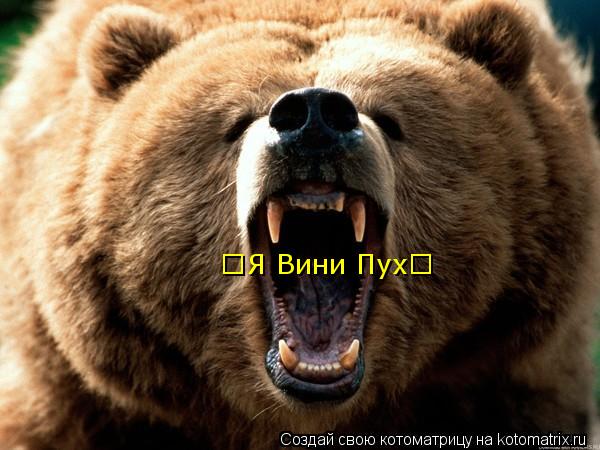 ♥Я Вини Пух♥... Котоматрица: ♥Я Вини Пух♥