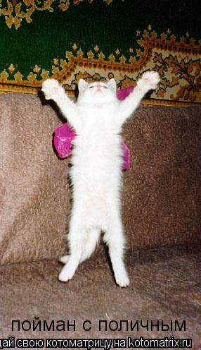пойман с поличным... Котоматрица: пойман с поличным