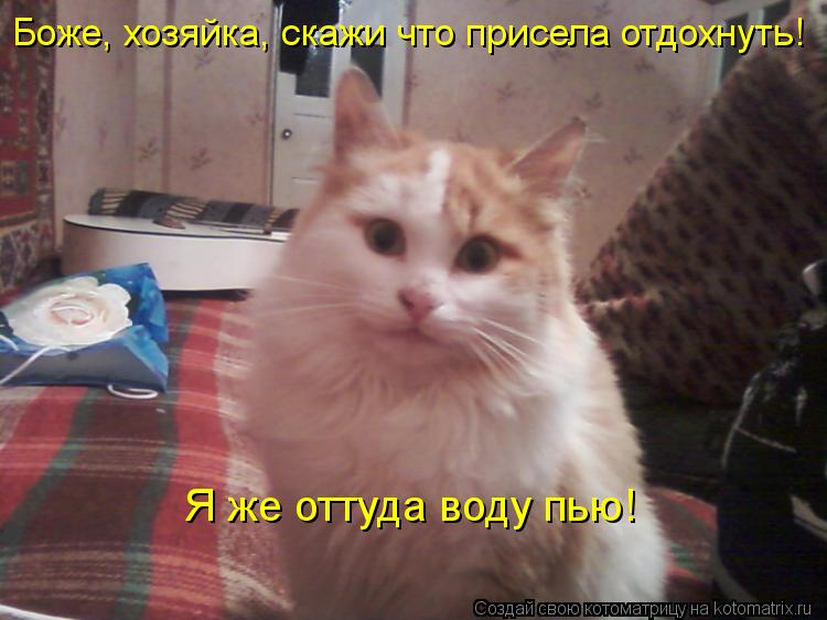 Боже, хозяйка, скажи что присела отдохнуть! Я же оттуда воду пью!... Котоматрица: Боже, хозяйка, скажи что присела отдохнуть! Я же оттуда воду пью!