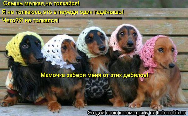 Слышь мелкая,не толкайся! Я не толкаюсь,это в переди один гадёнышь! Чего?Я не толкался! Мамочка забер... Котоматрица: Слышь мелкая,не толкайся! Я не толкаюсь,это в переди один гадёнышь! Чего?Я не толкался! Мамочка забери меня от этих дебилов!