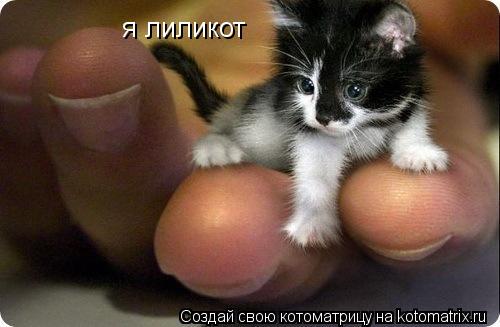 я лиликот... Котоматрица: я лиликот