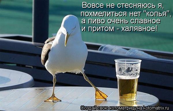 Вовсе не стесняюсь я, похмелиться нет "копья", а пиво очень славное и притом - халявное!... Котоматрица: Вовсе не стесняюсь я, похмелиться нет "копья", а пиво очень славное и притом - халявное!