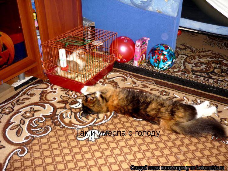 Так и умерла с голоду.... Котоматрица: Так и умерла с голоду.