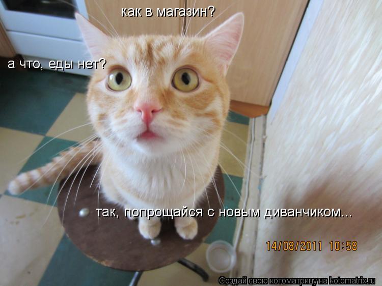 как в магазин? а что, еды нет? так, попрощайся с новым диванчиком...... Котоматрица: как в магазин? а что, еды нет? так, попрощайся с новым диванчиком...