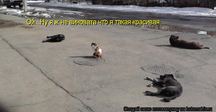 Котоматрица: Ой...Ну я ж не виновата что я такая красивая...