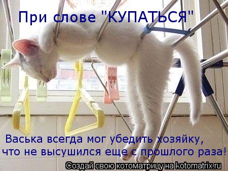 Котоматрица: При слове "КУПАТЬСЯ"  Васька всегда мог убедить хозяйку,  что не высушился еще с прошлого раза!