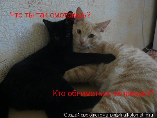 Котоматрица: Один за всех, Что ты так смотришь? Кто обниматься запрещал?