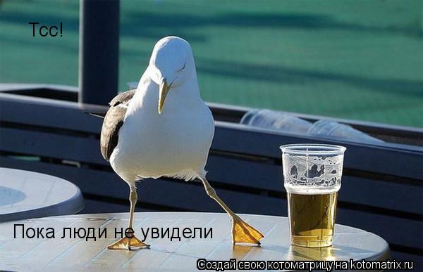Тсс! Пока люди не увидели... Котоматрица: Тсс! Пока люди не увидели