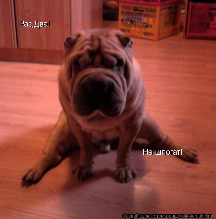 Котоматрица: Раз,Два! На шпогат!