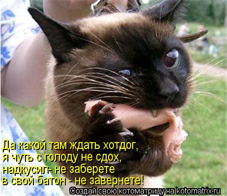 Котоматрица: Да какой там ждать хотдог, я чуть с голоду не сдох, надкусил- не заберете в свой батон - не завернете!